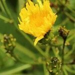 Sonchus fruticosus flower picture by Szabolcs Frater (cc-by-sa)