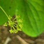 Smilax herbacea flower picture by jimseng jimseng (cc-by-sa)