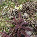 Pedicularis tuberosa habit picture by Emanuele Santarelli (cc-by-sa)