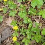 Potentilla canadensis flower picture by clarabeatrice (cc-by-sa)