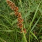 Carex vulpina fruit picture by Alexander Baransky (cc-by-sa)