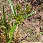 Cyperus dives flower picture by susan brown (cc-by-sa)