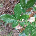 Quercus lusitanica leaf picture by Belén Sánchez (cc-by-sa)