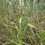 Phleum pratense habit picture by Jean-Marie Frenoux (cc-by-sa)