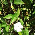 Thunbergia fragrans flower picture by o Audrey (cc-by-sa)