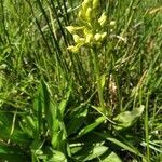 Platanthera algeriensis flower picture by Josette Puyo (cc-by-sa)