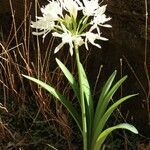 Pancratium canariense habit picture by Szabolcs Frater (cc-by-sa)