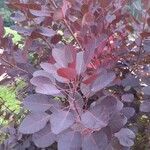 Cotinus coggygria leaf picture by julia burwood (cc-by-sa)