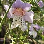 Eremophila divaricata flower picture by blue Hat (cc-by-sa)