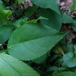 Euonymus americanus leaf picture by Cyd Hamilton (cc-by-sa)