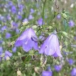 Campanula rotundifolia flower picture by Sven Winkenhoff (cc-by-sa)