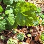 Geum pyrenaicum leaf picture by Arnaud (cc-by-sa)