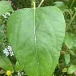 Helianthus annuus leaf picture by Isaline Noirot (cc-by-sa)