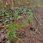 Melica nutans habit picture by Yoan MARTIN (cc-by-sa)