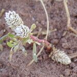 Blutaparon vermiculare flower picture by Maarten Vanhove (cc-by-sa)