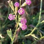 Silene bellidifolia flower picture by Antonio Spinelli (cc-by-sa)