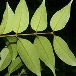 Eugenia costaricensis leaf picture by Nelson Zamora Villalobos (cc-by-nc)