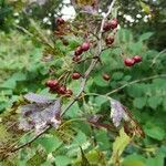 Crataegus succulenta fruit picture by Emi F (cc-by-sa)