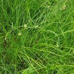 Carex brizoides flower picture by Schuller Ton (cc-by-sa)