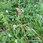 Equisetum sylvaticum flower picture by wahl scott (cc-by-sa)