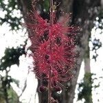 Barringtonia acutangula flower picture by Pierre Bonnet (cc-by-sa)