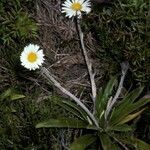 Celmisia spectabilis habit picture by Daniel Barthelemy (cc-by-nc)