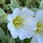 Cerastium latifolium flower picture by Fabien Anthelme (cc-by-sa)