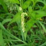 Penthorum sedoides flower picture by Erin Hanson (cc-by-sa)