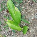 Heliconia psittacorum leaf picture by ricardofreitas.jr (cc-by-sa)