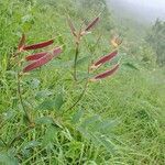 Lathyrus laevigatus habit picture by Yoan MARTIN (cc-by-sa)