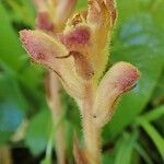 Orobanche teucrii habit picture by Yoan MARTIN (cc-by-sa)