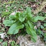 Arum cylindraceum leaf picture by weadbeed (cc-by-sa)