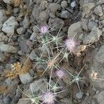 Centaurea iberica habit picture by Abdulghaffar Alirezaie (cc-by-sa)