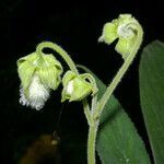 Kohleria tigridia fruit picture by Nelson Zamora Villalobos (cc-by-nc)