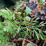 Cryptogramma crispa leaf picture by Fabien Anthelme (cc-by-sa)