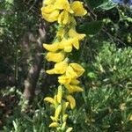 Laburnum alpinum flower picture by Flora Tavernier (cc-by-sa)