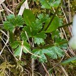 Ranunculus alpestris leaf picture by Lennaert Steen (cc-by-sa)