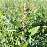 Atriplex prostrata flower picture by Ilaria Mosti (cc-by-sa)