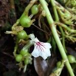 Elettaria cardamomum flower picture by Anziz AHMED ABDOU (cc-by-sa)