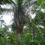 Attalea dubia habit picture by Renato Lima (cc-by-nc-sa)