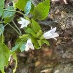 Campanula alliariifolia flower picture by Amaranta81 (cc-by-sa)