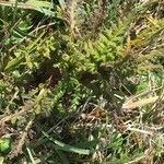 Pedicularis palustris leaf picture by Gerrit Busser (cc-by-sa)