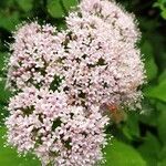 Valeriana pyrenaica flower picture by Celerino Bermejo (cc-by-sa)