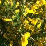 Cytisus scoparius habit picture by Jack Hausmanne (cc-by-sa)