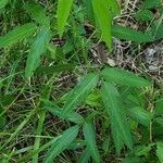 Asclepias incarnata habit picture by Joshua Kuykendall (cc-by-sa)