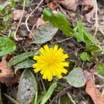 Hieracium cerdanum flower picture by Inès Legrand (cc-by-sa)