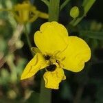 Brassica napus flower picture by Tobias Arendt (cc-by-sa)