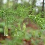 Asparagus tenuifolius habit picture by Yoan MARTIN (cc-by-sa)