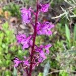 Orchis olbiensis flower picture by cuevas jesus (cc-by-sa)