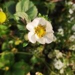 Fragaria x ananassa flower picture by Dmitrii Sav (cc-by-sa)